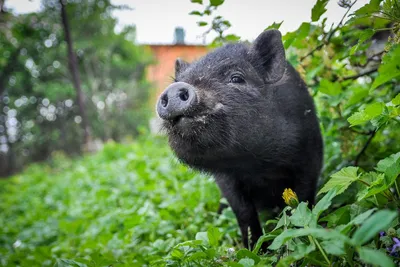 Вьетнамские вислобрюхие свиньи — преимущества породы и особенности  содержания. Сарай, кормление, потомство. Фото — Ботаничка