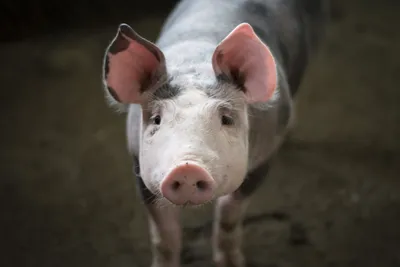 Фото свиньи на ферме - фотосток Fotoart