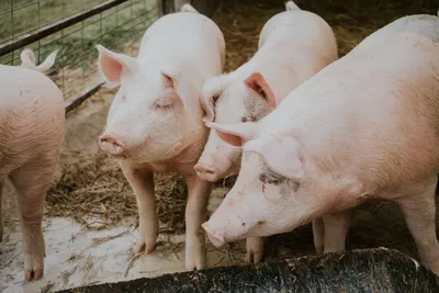 Болеют ли свиньи на свиной грипп и опасно ли это для человека? | Статьи ООО  Укрвет