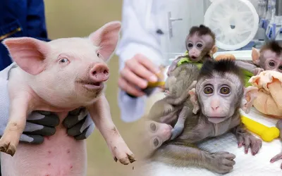 Химеры свиньи и обезьяны впервые родились живыми - Индикатор