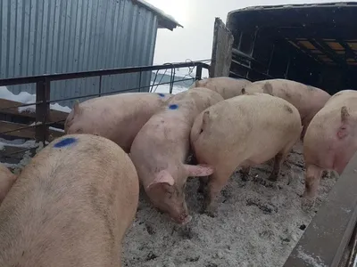Продам: свиноматки, свиньи, поросята от 5-300 кг в Самаре