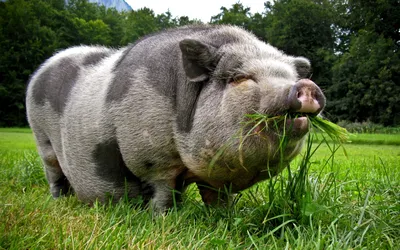Картинка Вьетнамская свинья » Свиньи » Животные » Картинки 24 - скачать  картинки бесплатно