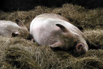 Медики вернули жизнь органам свиньи спустя час после ее смерти — Naked  Science