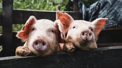 О чем говорят свиньи: ученые перевели на человеческий язык поросячий визг -  Звук