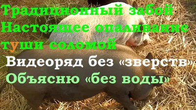 БВМД AGROPROGRES Старт STANDART 25% для поросят с 10-32 кг. Фасовка 10 кг  (ID#1892813983), цена: 355 ₴, купить на Prom.ua