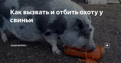 Репродуктивно-респираторный синдром свиней: течение и симптомы - MSD Animal  Health Russia