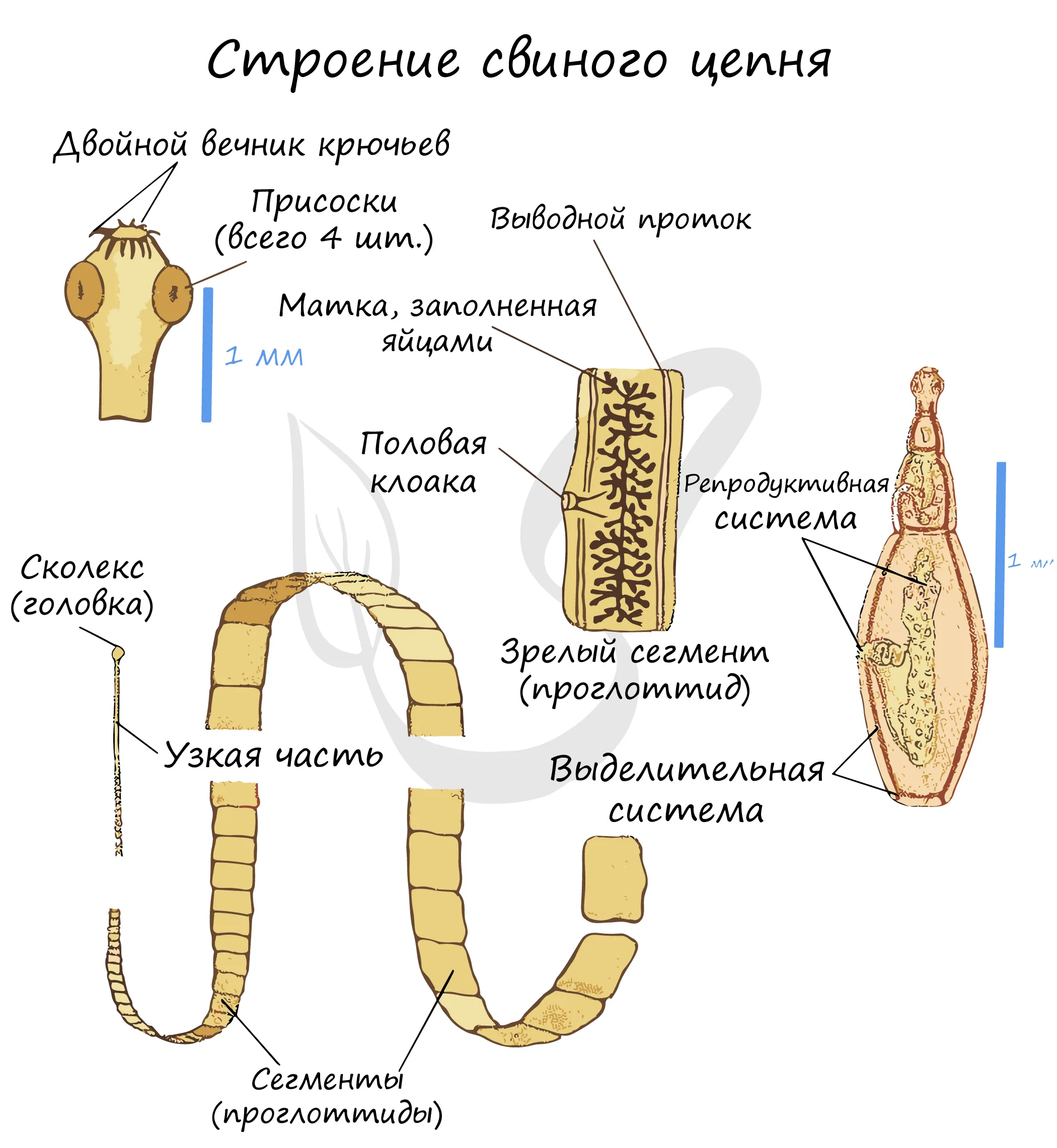 Особенности свиного цепня