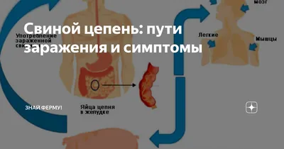 Тениидозы - ОГБУЗ \"Центр общественного здоровья и медицинской