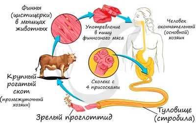 DRG Свиной цепень (Taenia solium) IgG, 96 определений • Товары • МЕДРИНОК -  профессионалы для профессионалов