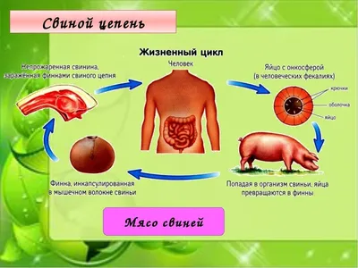 Свиной цепень: вооружён и очень опасен