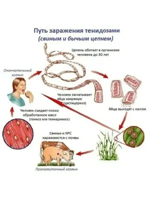 Бычий цепень \"Здравствуйте, я у вас тут поживу, немного\" Лет 15. | Журнал  Кетчаан | Дзен