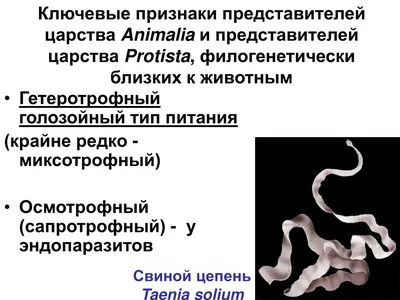 Свиной цепень забрался женщине в головной мозг - KP.RU