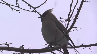 Свиристель (птица). Доклад с фотографиями и видео