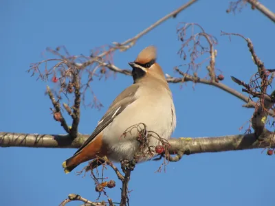 Свиристель (Bombycilla garrulus)