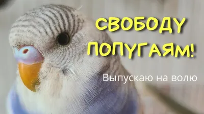 LOL - Свобода попугаям!!! 🐾🐾🐾🐾🐾🐾🐾🐾🐾🐾 Лайкни если твой кот также  качает права🤭😂😂😂😂😂 #funny #cats #funnycats #коты #юмор #мэм #смех  #ржака | Facebook