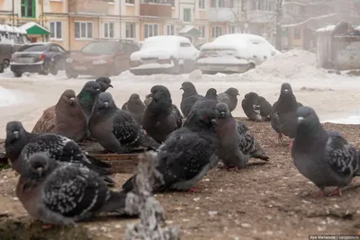 Сыктывкар: город, где опасно ходить зимой пешком — Teletype