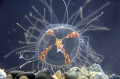 Медузы в морях Приморья: какие виды медуз, где обитают, ужалила медуза -  KP.RU
