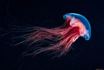 Врач рассказала, чем опасен укус медузы - Рамблер/путешествия