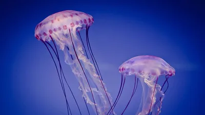 В Таиланде туристов донимают медузы