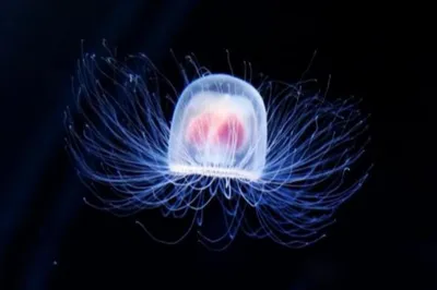 Укус медузы: симптомы, последствия, первая помощь