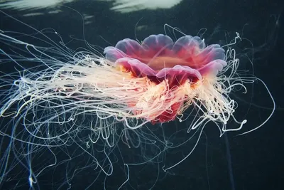 Самая большая медуза в мире