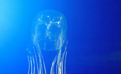 Ученые объяснили, как вести себя при встрече с огромными медузами в Сочи -  РИА Новости, 28.08.2022