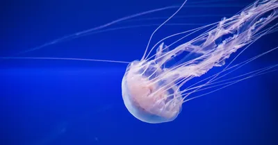 В Азовском море появились гигантские ядовитые медузы – ФОТО, ВИДЕО | Перший  Запорiзький