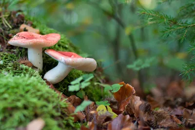 Крымские грибы сыроежки - 51 фото