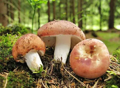 Мицелий Сыроежки пищевой (Сыроежки съедобной), Russula vesca 100 г – фото |  ROZETKA