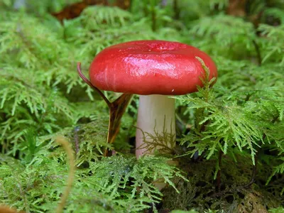Сыроежки: почему эти грибы нельзя есть сырыми