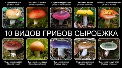 Сыроежка чешуйчатая (Russula virescens) - YouTube