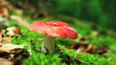 Крымские грибы сыроежки - 51 фото