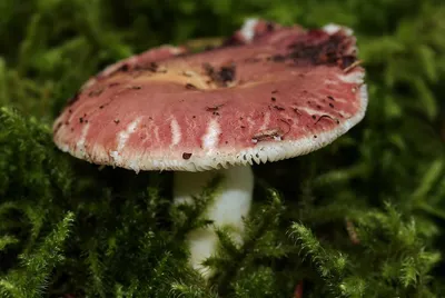 Сыроежка пищевая (Russula vesca) фото и описание