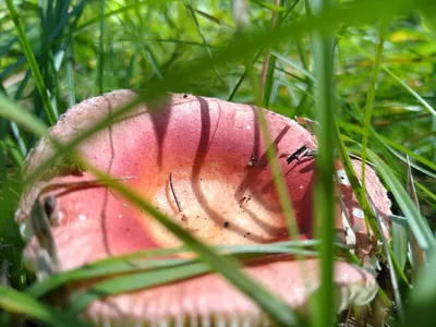 Самый коварный гриб: сыроежка. Собирать или нет? | Метафора ТВ | Дзен