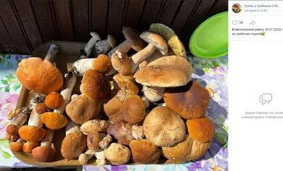 Боровики, подберезовики и сыроежки: леса под Петербургом удивили грибников
