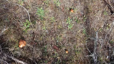 ФОТО читателя Delfi: Идете по грибы? Загляните в лес Мяннику - Delfi RUS