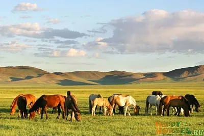 Табун лошадей, несущийся по заснеженной степи_Russian.news.cn