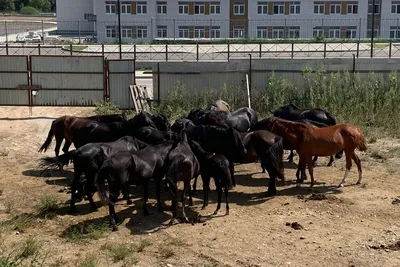 Явление науки. Табун лошадей | Моя Мистика | Дзен