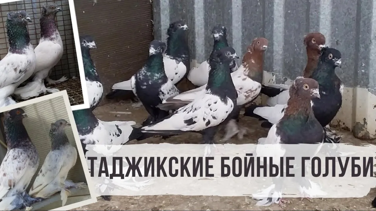 Таджикские голуби. Голуби Таджикистана бойные. Голуби таджики бойные. Таджикские голуби бойные. Таджикские бойные голуби Сочи.