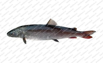 Рыба таймень (30 фото): ареал обитания, внешний вид, размеры, последствия  вылова, видео