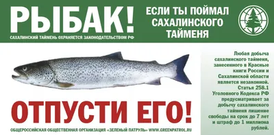 Таймень: фото и описание рыбы, сахалинский, обыкновенный, красная книга