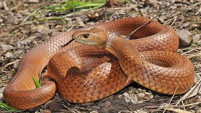 Тайпан –самая опасная змея в мире |our-earth - Сайт о животных и природе -  Our-earth.ru