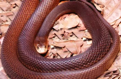 Змея тайпан – ядовитая хищница