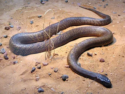 Тайпан Маккоя, самая ядовитая змея в мире: фото, яд, где обитает
