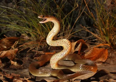 Тайпан Маккоя: Змея с самым токсичным ядом на планете | Пикабу