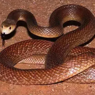 Тайпан змея (50 фото)