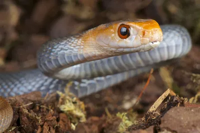 Тайпан Маккоя змея - 51 фото: смотреть онлайн