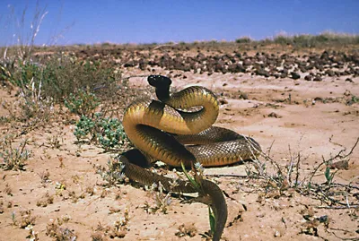 Тайпан Маккоя – ядовитая змея | Нильс Бор и его трубка | Дзен