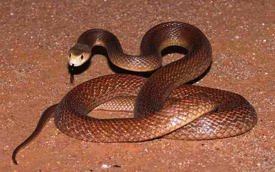 Картинка Тайпан - ядовитая змея Австралии » Змеи » Животные » Картинки 24 -  скачать картинки бесплатно