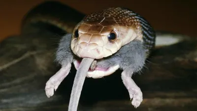 Тайпан Макойя-самая ядовитая сухопутная змея в мире. | Дмитрий Маленкин |  Дзен